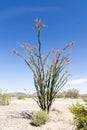 Blooming Ocotillo Cactus Royalty Free Stock Photo