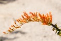 Blooming Ocotillo Cactus, AZ, USA Royalty Free Stock Photo