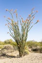 Blooming Ocotillo Cactus, AZ, USA Royalty Free Stock Photo