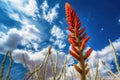 a blooming ocotillo plant reaching towards the sky