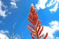 a blooming ocotillo plant reaching towards the sky