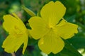 Blooming Oenothera biennis yellow flowers with dark streaks on petals and star like pistil sticking out and fluffy stamens Royalty Free Stock Photo