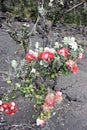 A blooming Ohi`a tree growing through volcanic rock on the Iki Crater of Kilauea in Hawaii Royalty Free Stock Photo
