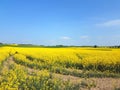 Blooming oilseed field with tractor track