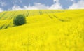 Blooming Oilseed field with tree Royalty Free Stock Photo