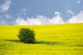 Blooming oilseed field with tree Royalty Free Stock Photo