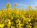 Blooming Oilseed On Yellow Canola Field
