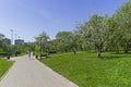 Blooming old apple orchard. Moscow, Russia