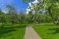 Blooming old apple orchard. Moscow, Russia