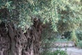 Blooming old olive tree in spring Royalty Free Stock Photo