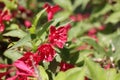 Blooming Oldfashioned Weigela