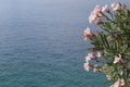 Blooming oleander bush with pink flowers against the blue sea Royalty Free Stock Photo