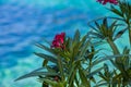 Blooming Oleander over blue green sea water