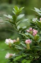 Blooming oleander