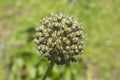 blooming onion flower head in the garden. Agricultural background. Green onions. Spring onions or Sibies. Summertime Royalty Free Stock Photo