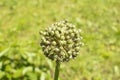 blooming onion flower head in the garden. Agricultural background. Green onions. Spring onions or Sibies. Summertime Royalty Free Stock Photo