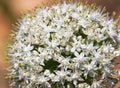 Blooming onion flower head Royalty Free Stock Photo
