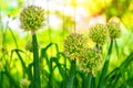 Blooming onion heads against the sky in the garden