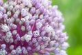 Blooming onion, macro close up. Mock up.