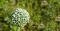 Blooming onion plant agains a blurred natural background Royalty Free Stock Photo