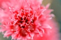 Blooming onions. Fragrant onions. Schnitt flower.