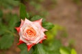 Scarlet rose bud on a blurred background of dark green leaves Royalty Free Stock Photo