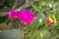 Blooming Opuntia basilaris (the Beavertail Cactus),found in southwest United States (Mojave Desert, Anza-Borrego Desert State Park