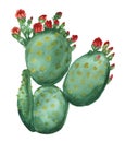 Blooming opuntia cactus Royalty Free Stock Photo