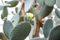 blooming Opuntia ficus-indica is also known as Prickly Pear, Indian Fig or Mission Cactus. Nature wallpaper background Royalty Free Stock Photo