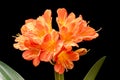 Blooming orange Amaryllis flower Royalty Free Stock Photo