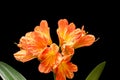 Blooming orange Amaryllis flower Royalty Free Stock Photo