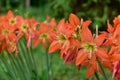 Blooming Orange Amaryllis flower under the sunsign Royalty Free Stock Photo