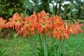 Blooming Orange Amaryllis flower under the sunsign Royalty Free Stock Photo