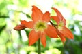 blooming orange Amaryllis flowers . Royalty Free Stock Photo