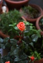 blooming orange bud rose in the garden - spring flowers Royalty Free Stock Photo