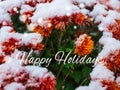 Blooming purple chrysanthemum flowers with fresh white snow. Frozen flowers with frost in the garden. Wintry wallpaper Royalty Free Stock Photo