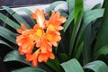 Blooming orange clivia. Lily plant flowers. Decorative flowers in the greenhouse Royalty Free Stock Photo