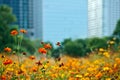 Blooming orange cosmos