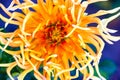 Blooming orange dahlia cactus star garden flower. Unusual exotic flowering plant Royalty Free Stock Photo