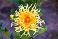 Blooming orange dahlia cactus star garden flower. Unusual exotic flowering plant Royalty Free Stock Photo