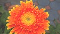 Blooming orange daisy flower with green on blurry nature background. Natural lover wedding day