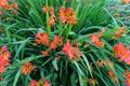 Blooming orange daylilies, Hemerocallis, in the summer garden, selective focus Royalty Free Stock Photo