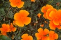 Blooming orange Eschscholzia californica in nature