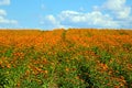 Blooming orange field of calendula in spring