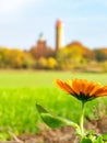 Blooming orange flower with lighthouse Kap Arkona in blurry background