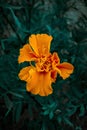 blooming orange flower portrait shot