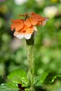 Flowering ornamental shrub Crossandra or Firecracker Flower