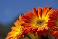 Blooming Orange Gerber Daisy Flower on Blue Sky Royalty Free Stock Photo