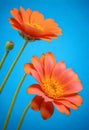 blooming orange gerbera daisy flowers against a bright blue background Royalty Free Stock Photo