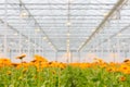Blooming orange gerberas in a Dutch greenhouse Royalty Free Stock Photo
